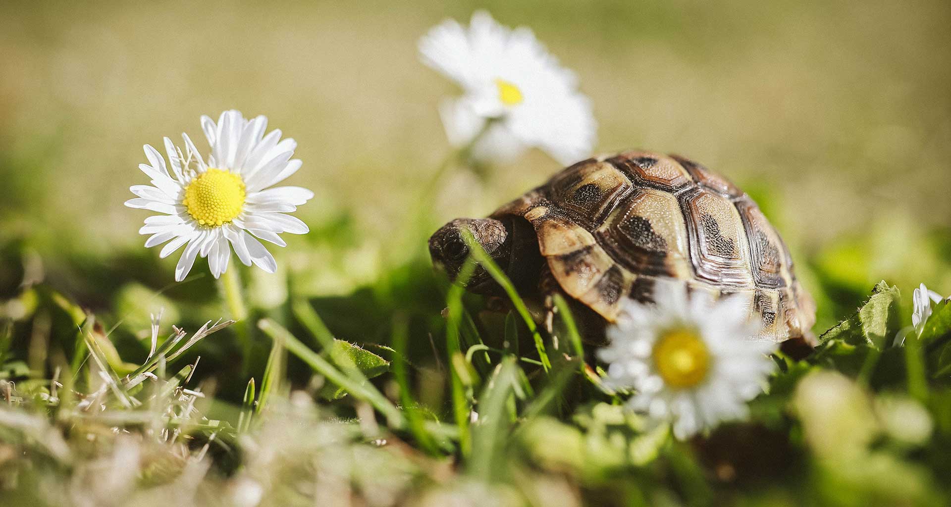 Turtle Care