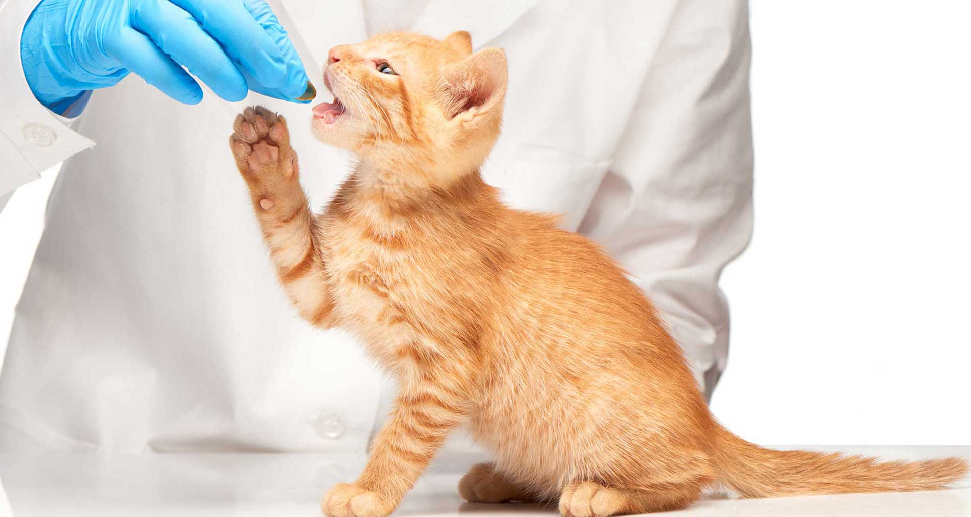 What is the point of a blood test for your pets?
